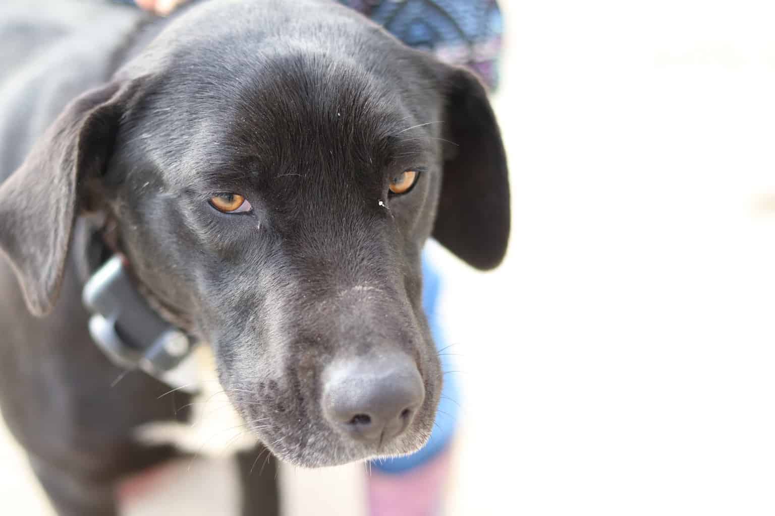 A black and white dog.