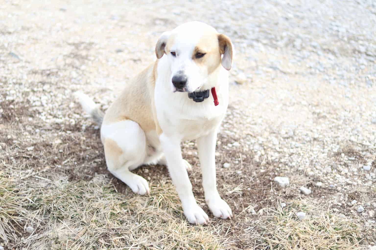 A brown and white dog sitting outside.