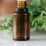 tea tree essential oil bottle with greenery in background