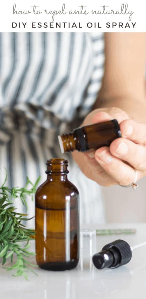 Essential Oils To Repel Ants Tips & Tricks Our Oily House
