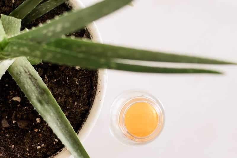 Aloe plant on white table. 