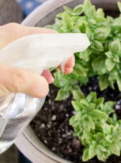 Spray herbs down with a natural bug spray.