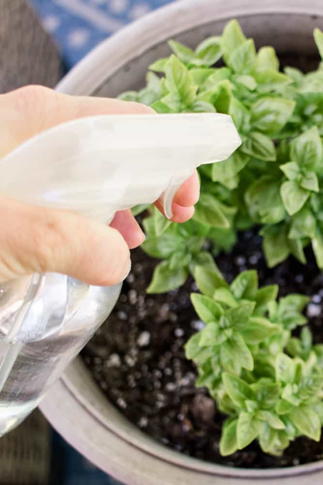 Spray herbs down with a natural bug spray.