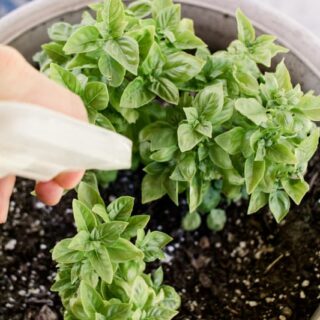 Spraying basil plants with homemade aphid spray.