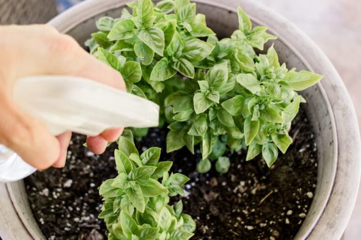 Spraying basil plants with homemade aphid spray.