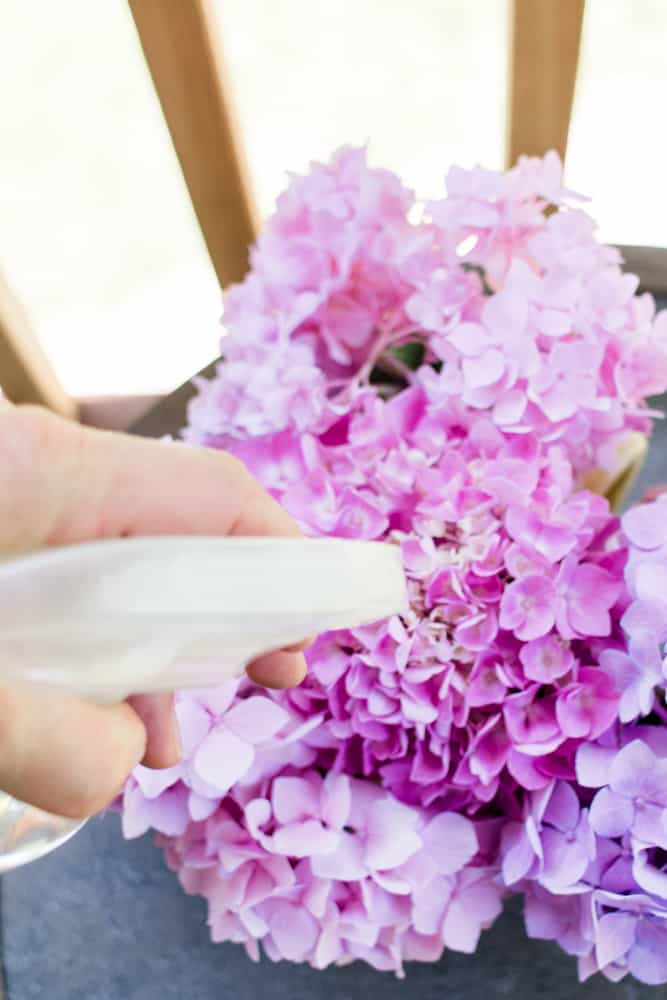 Misting bug plant spray onto pink flowers.