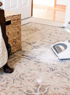 Vacuuming up baking soda from the carpet to get rid of cat urine odor.