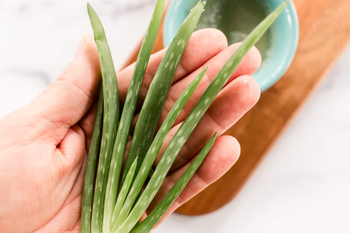 Holding fresh aloe vera in my hand. 