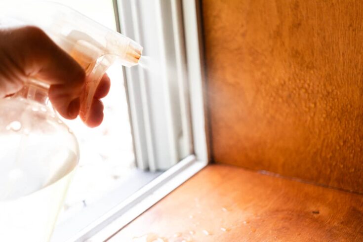 Spraying the mold on a window sill with vinegar.