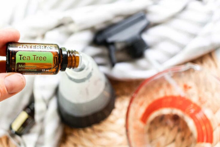 Adding tea tree essential oil to a homemade spider repellent.