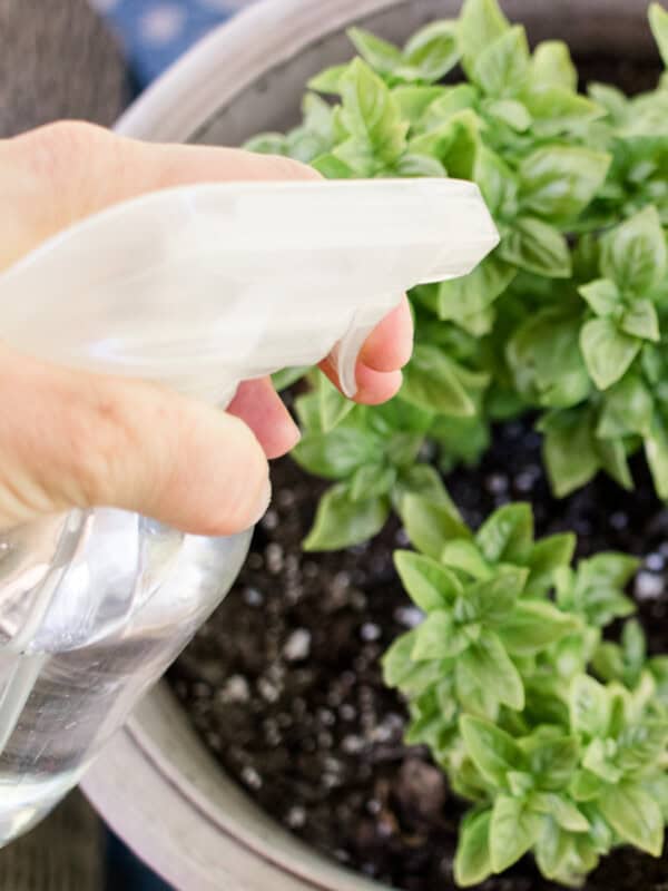 Misting bug plant spray onto green plants in a small pot.