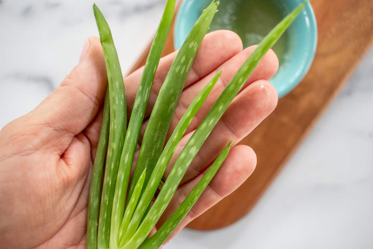 Holding an aloe vera plant.