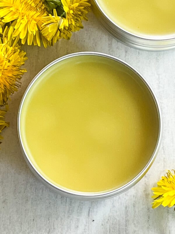 A round container of dandelion salve with fresh dandelions.