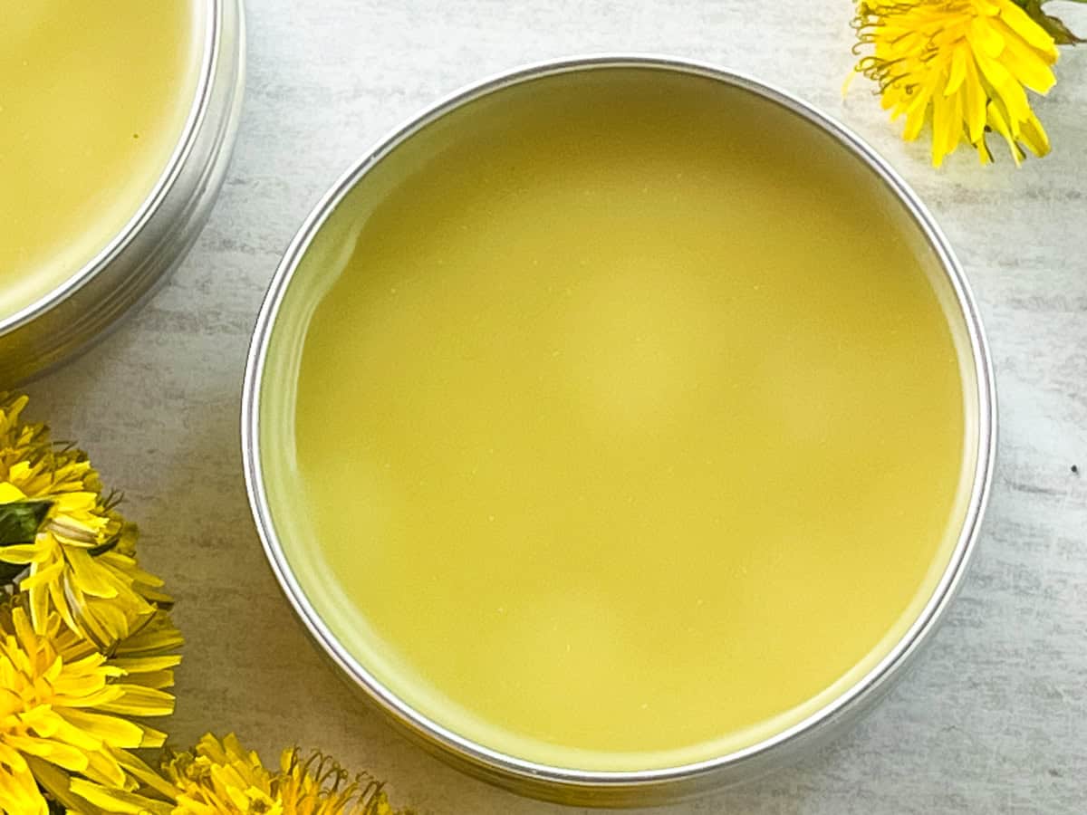 A round container of dandelion salve with fresh dandelions.