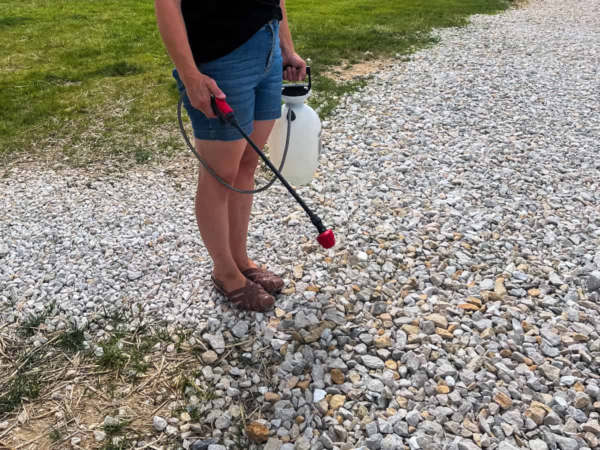 Spraying natural weed killer on a rock drivewary with a pump sprayer.